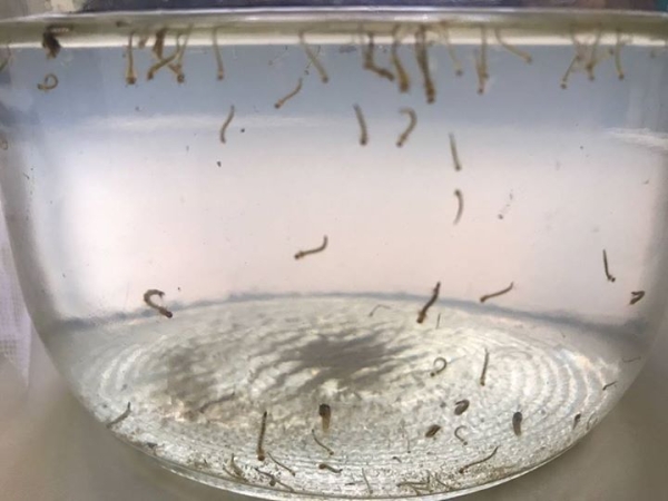 larvas del dengue